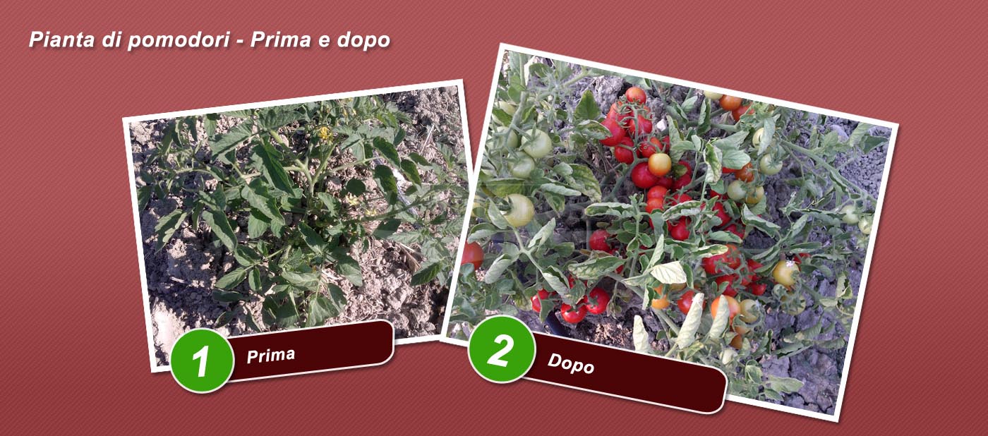 Pianta di pomodori - Prima e dopo