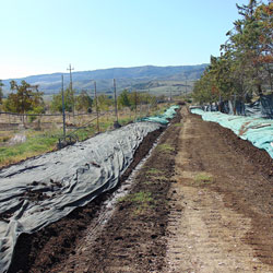Fattoria Gallorosso