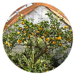 Alberi da frutta nei giardini
