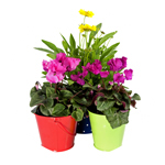 Piante e fiori in vaso